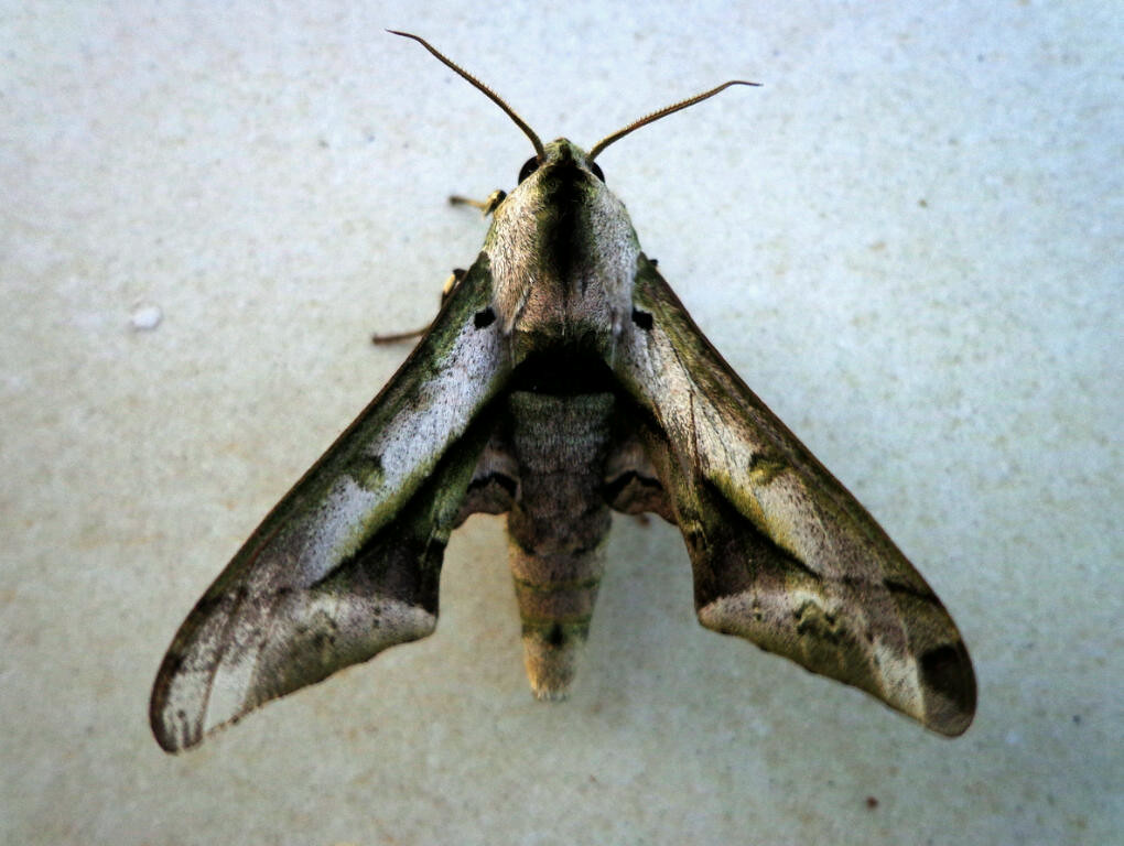Night Vision Champions: Nocturnal Moths (image credits: flickr)