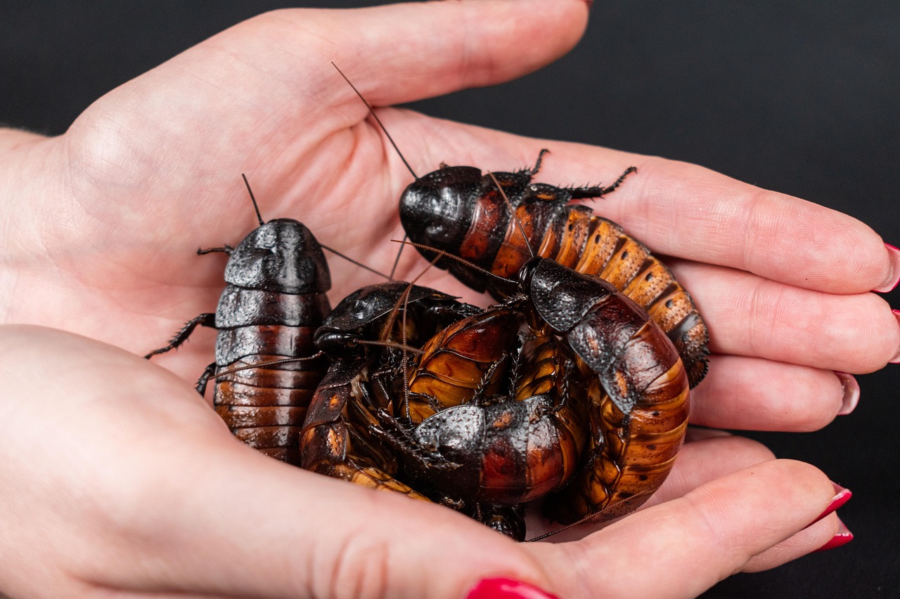 Cockroaches: The Ultimate Survivors (image credits: pixabay)
