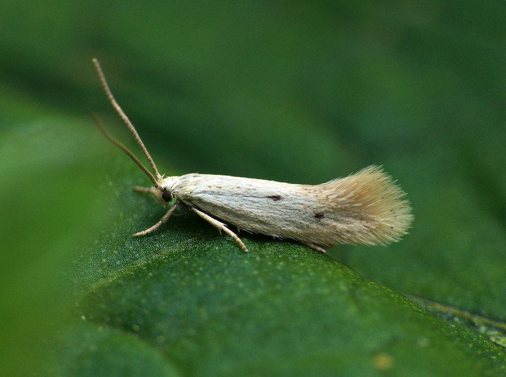 Adaptation Strategies in Toxic Environments (image credits: flickr)