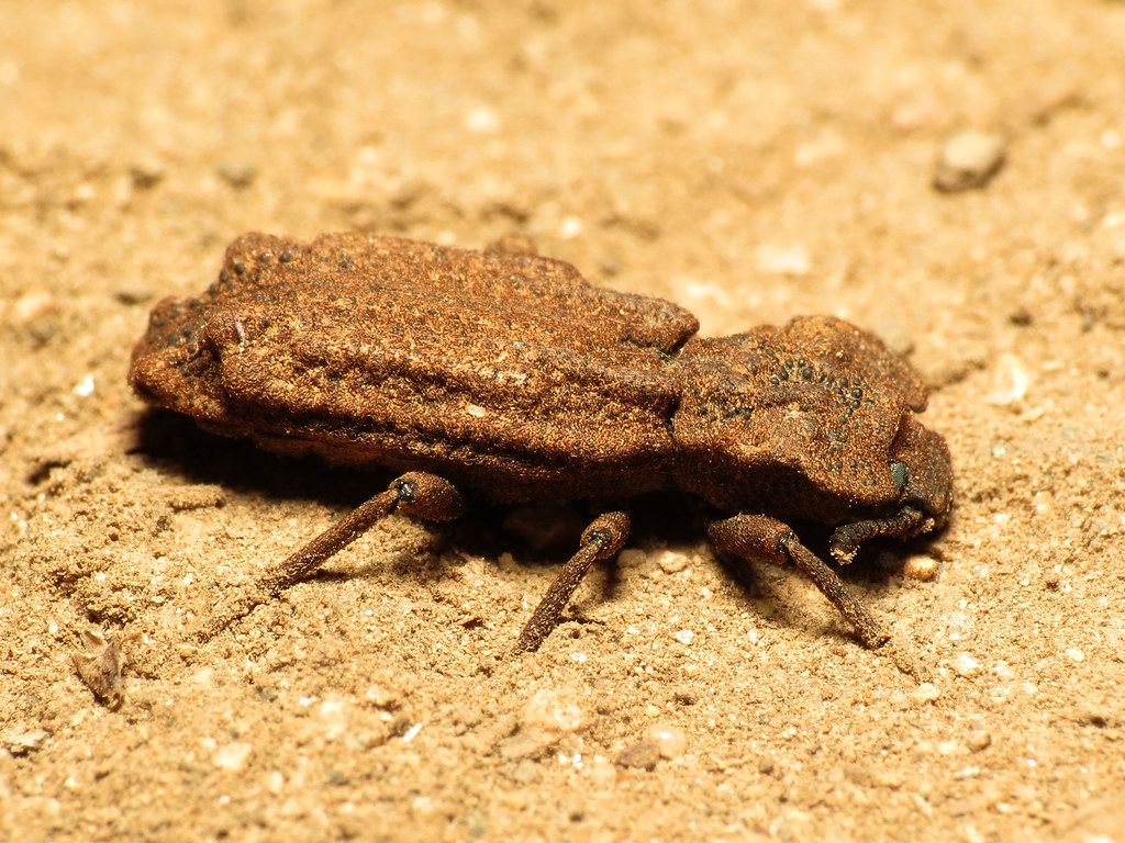 The Incredible Crushing Power This Beetle Can Withstand (image credits: flickr)