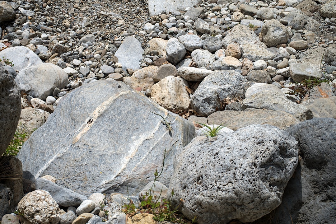 The Beetle's Unique Lifestyle and Habitat (image credits: unsplash)