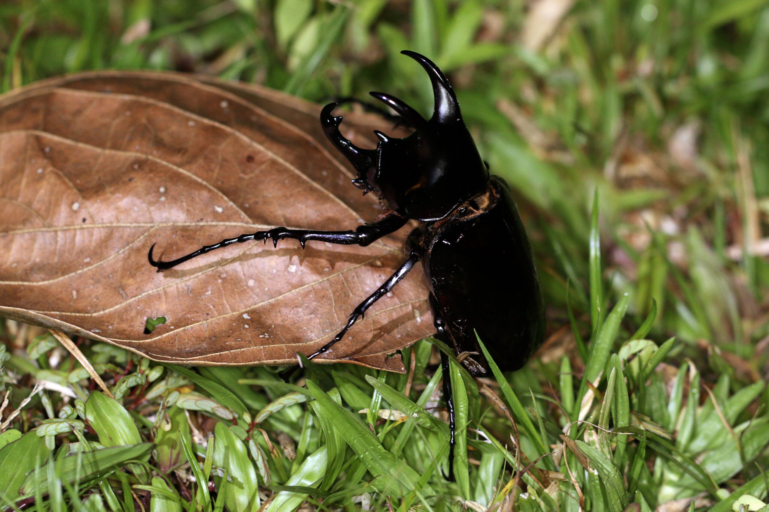 Comparing the Ironclad to Other Tough Insects (image credits: wikimedia)