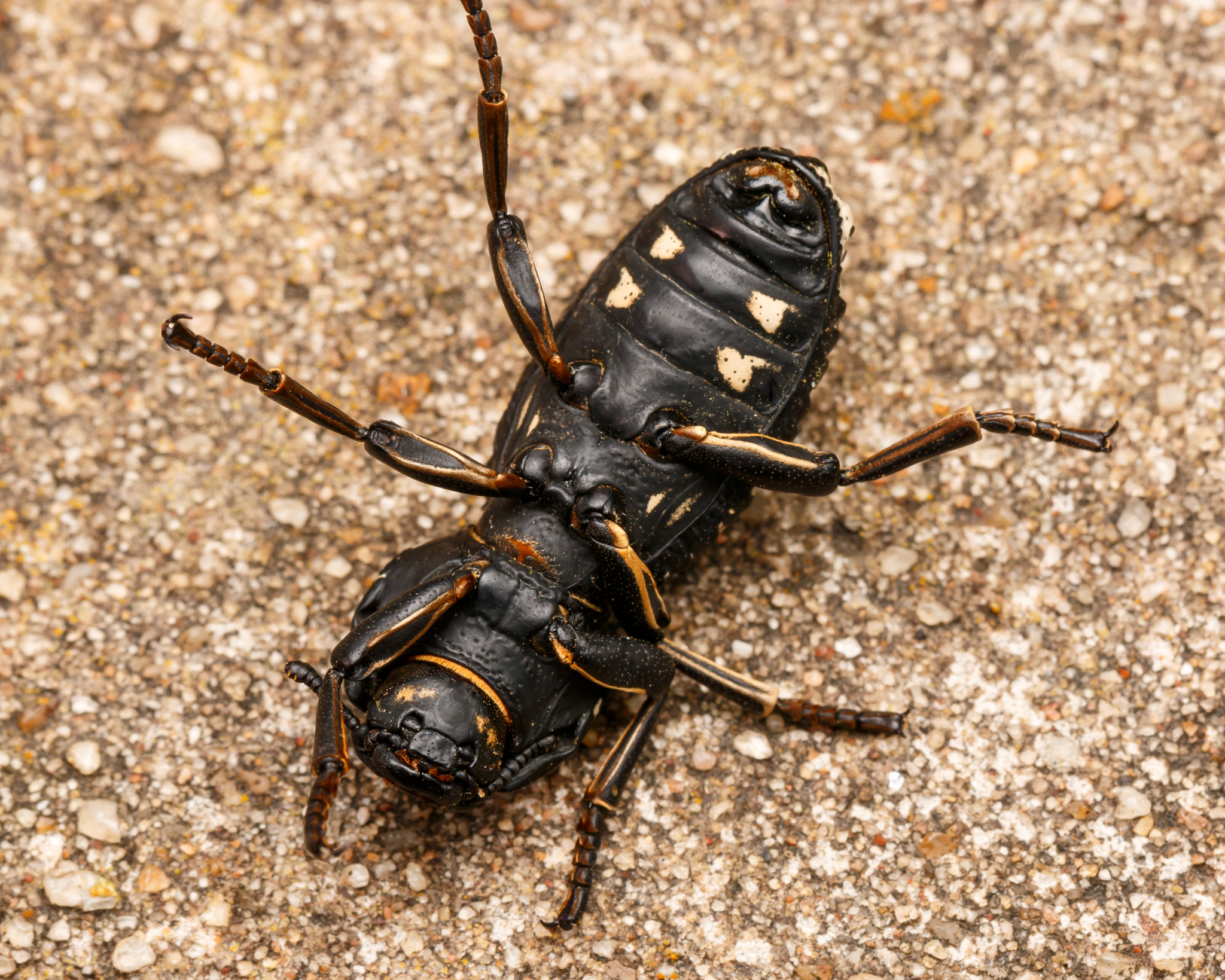 The Beetle's Surprising Weaknesses (image credits: wikimedia)