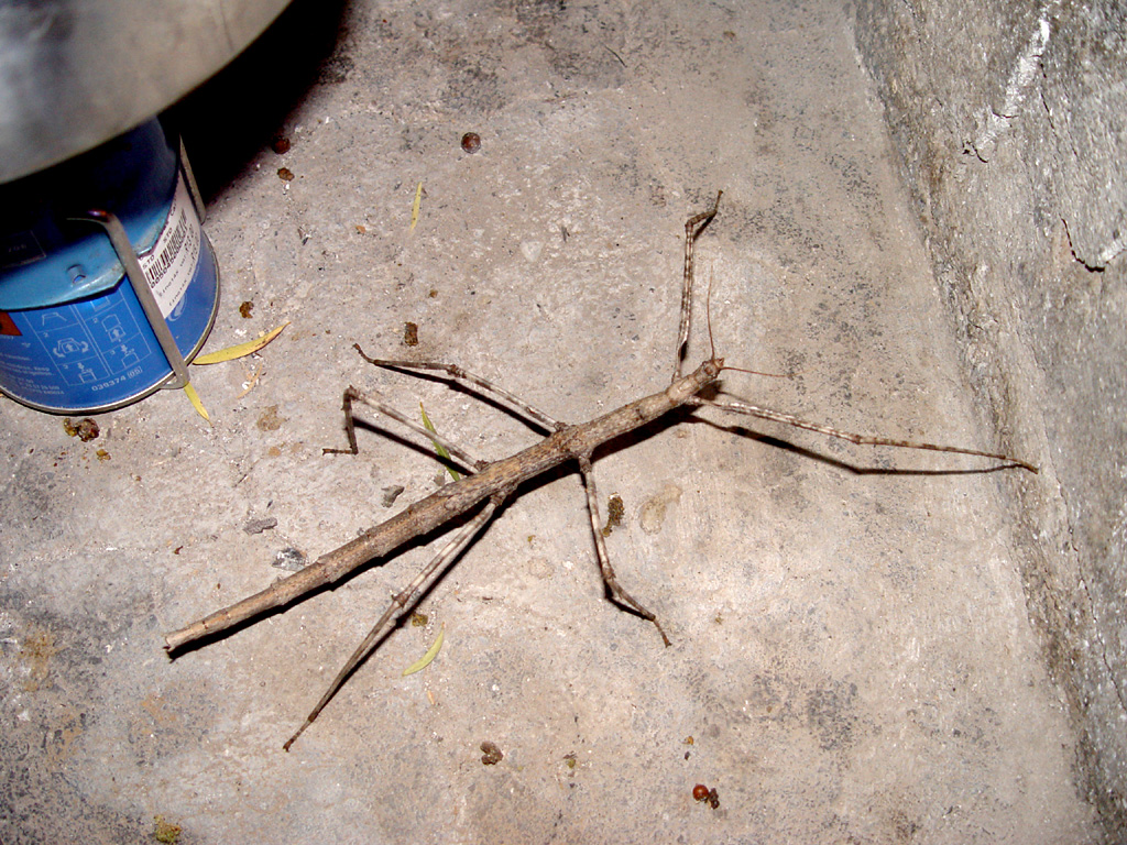 Phobaeticus chani