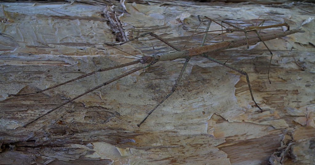 Reproduction Challenges in Giant Insects 