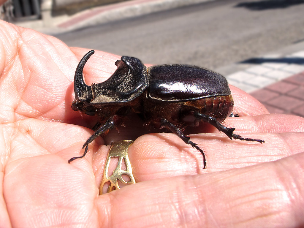 The Rhinoceros Beetle's Secret Superpower (image credits: flickr)