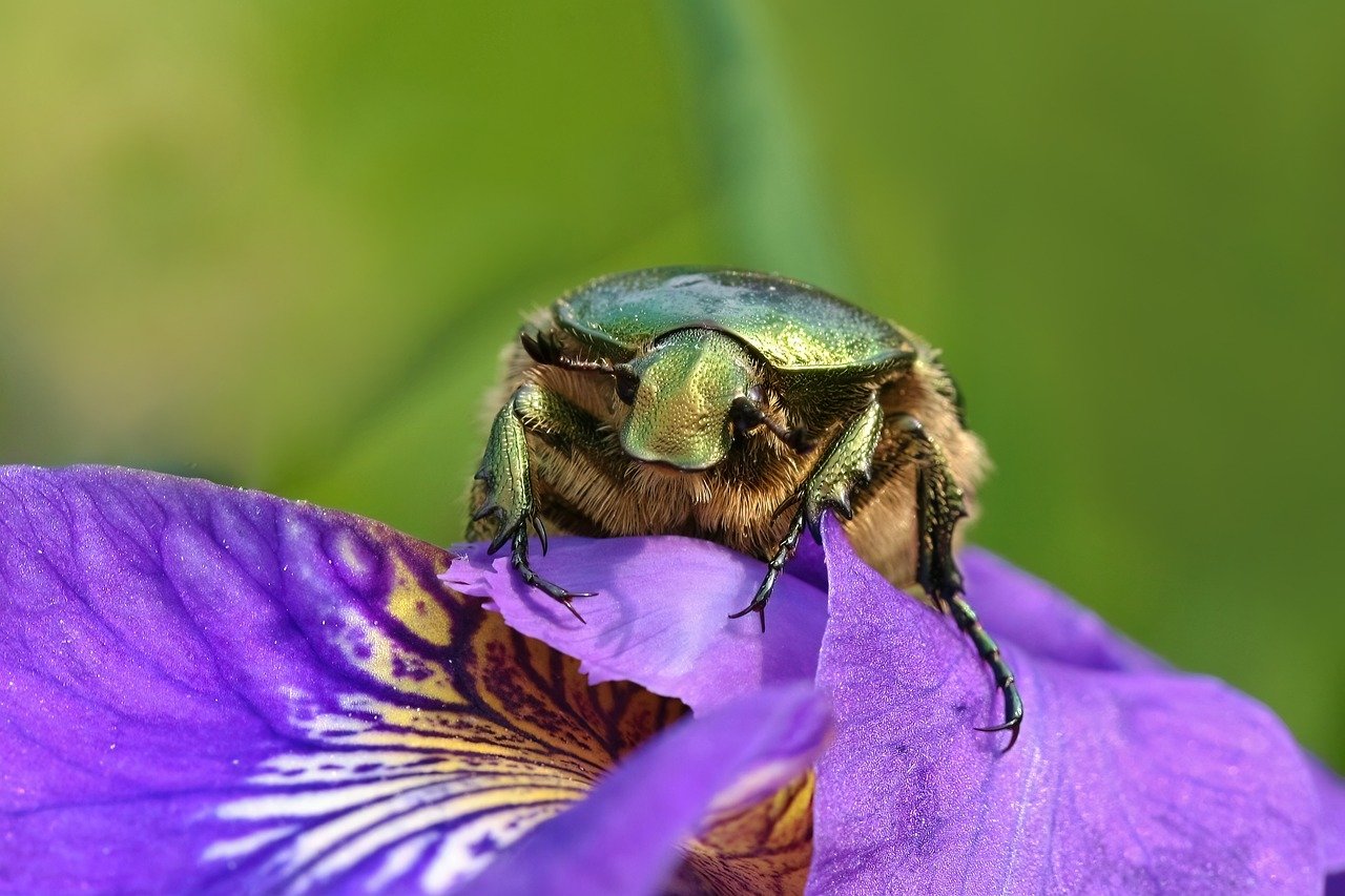 Medical Implants Learning from Nature (image credits: pixabay)