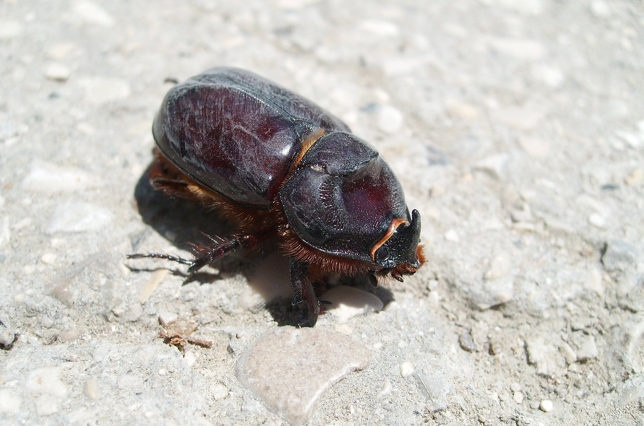 The Tiny Teachers Reshaping Our World (image credits: pixabay)