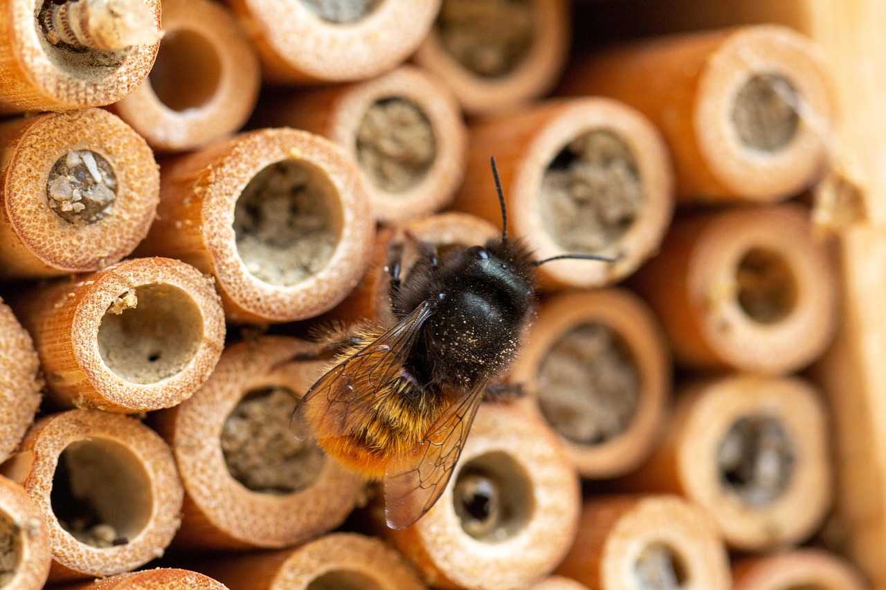 Mason Bees: Nature's Tiny Architects (image credits: pixabay)