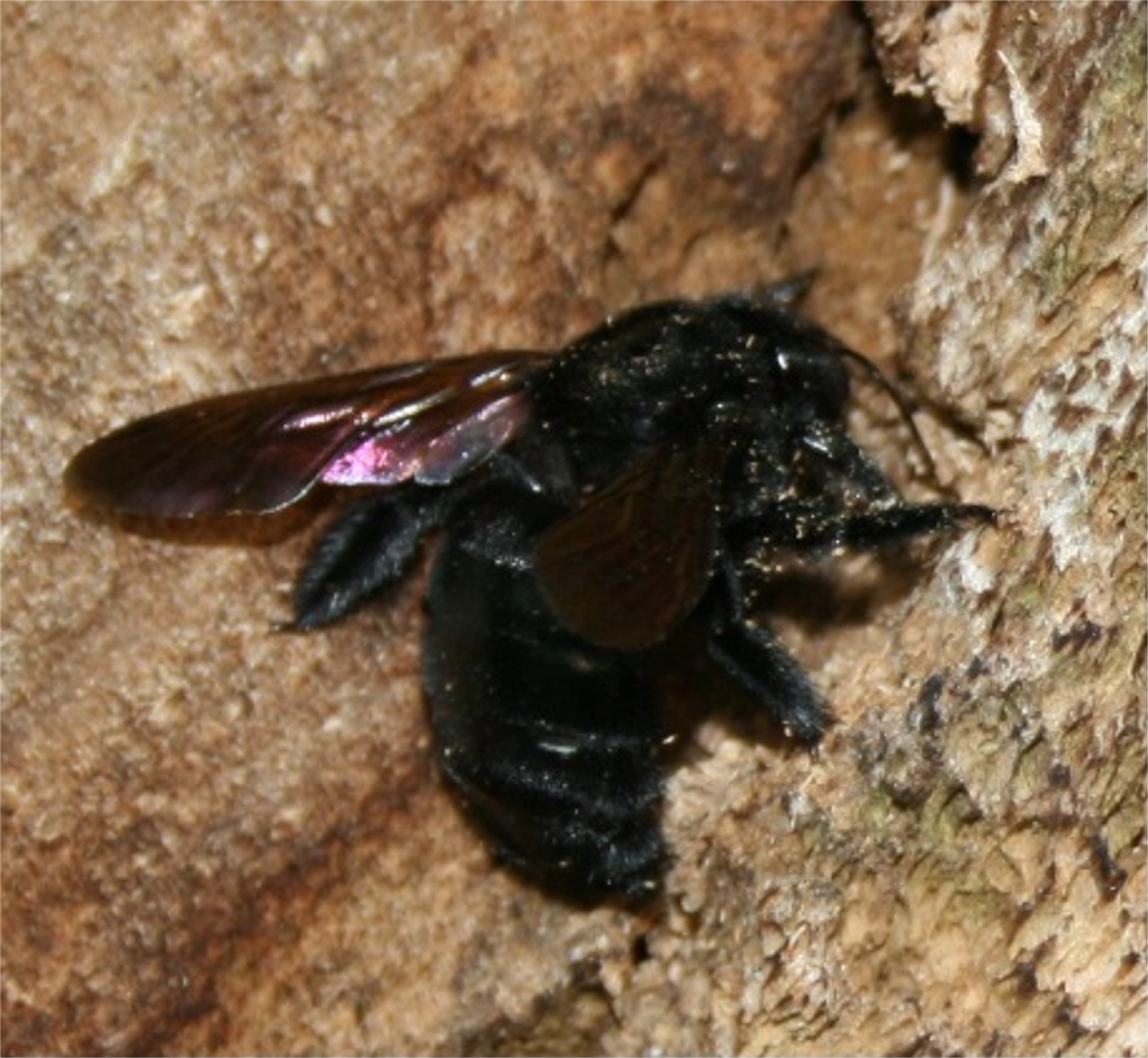 Carpenter Bees: The Wood-Boring Specialists (image credits: wikimedia)