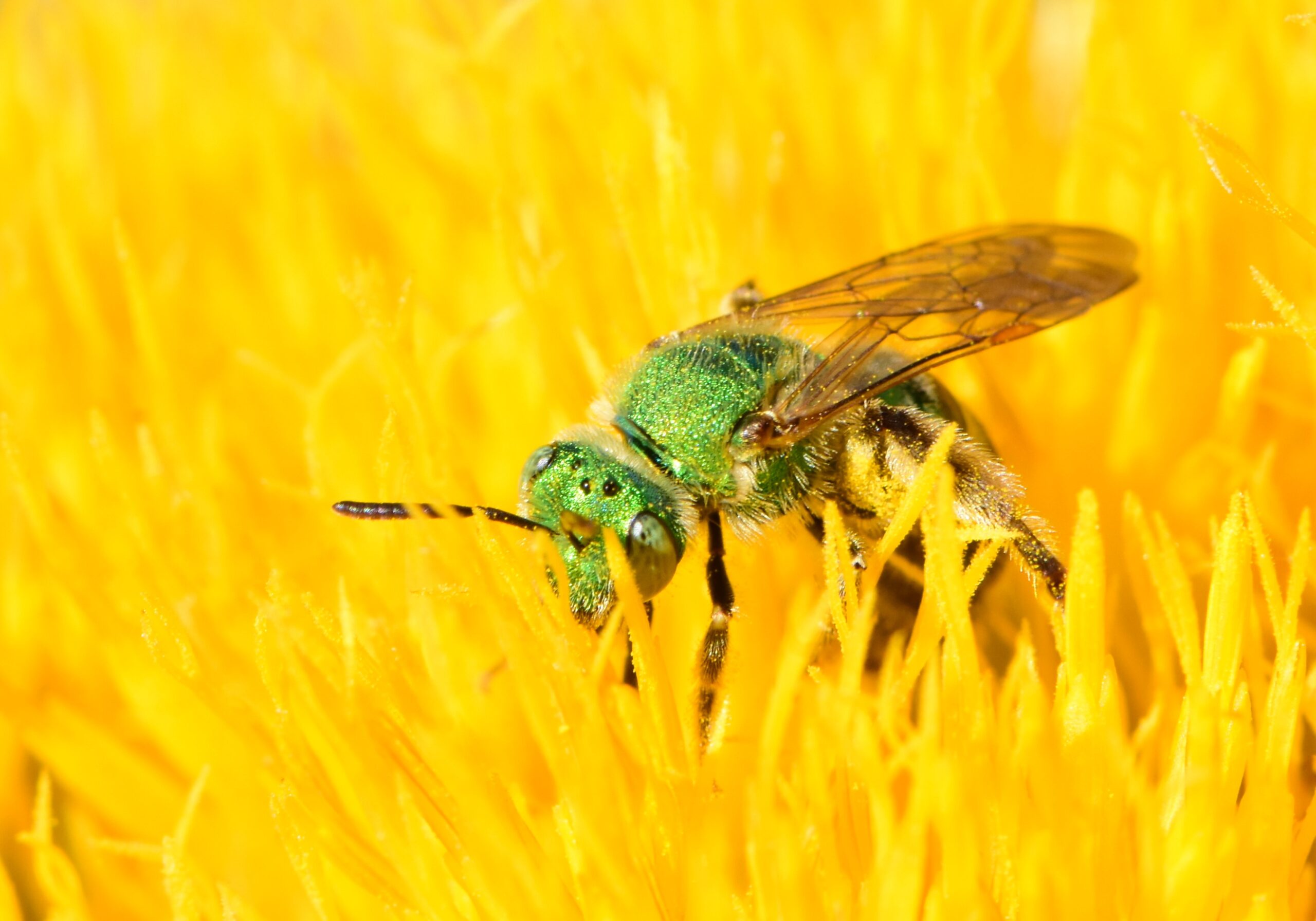 Sweat Bees: The Mineral Miners (image credits: wikimedia)