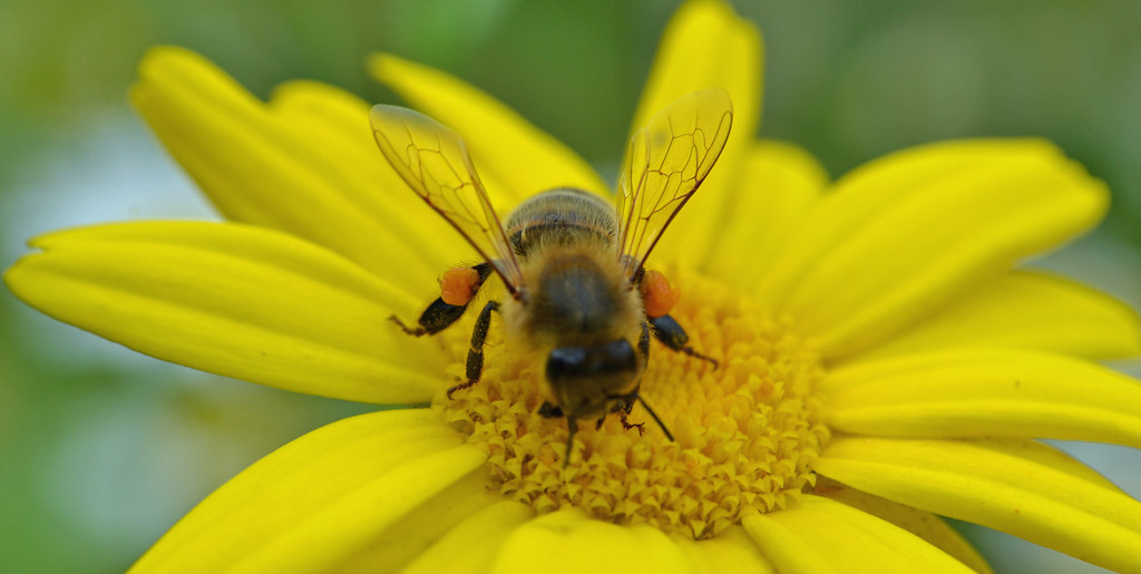 The Pollination Powerhouses (image credits: flickr)
