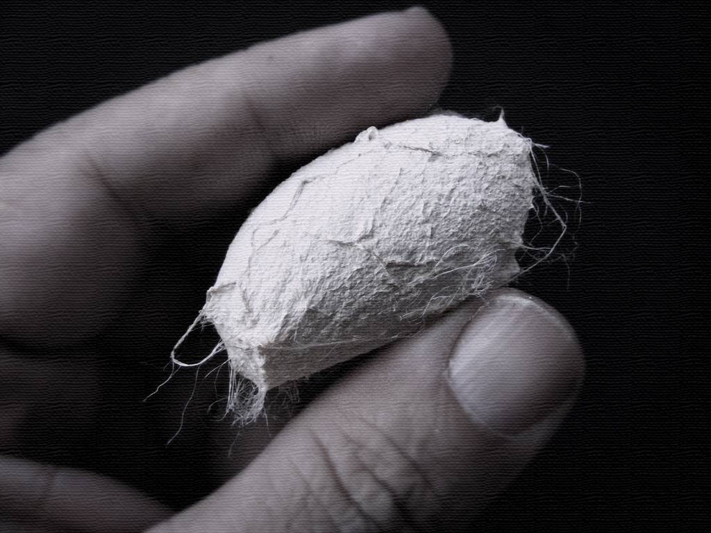 The Shocking Truth About What Happens Inside a Cocoon (image credits: flickr)
