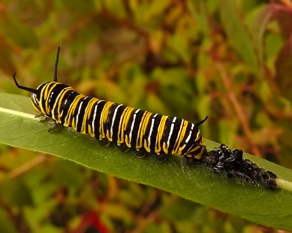 Why Evolution Chose This Extreme Makeover Strategy (image credits: flickr)