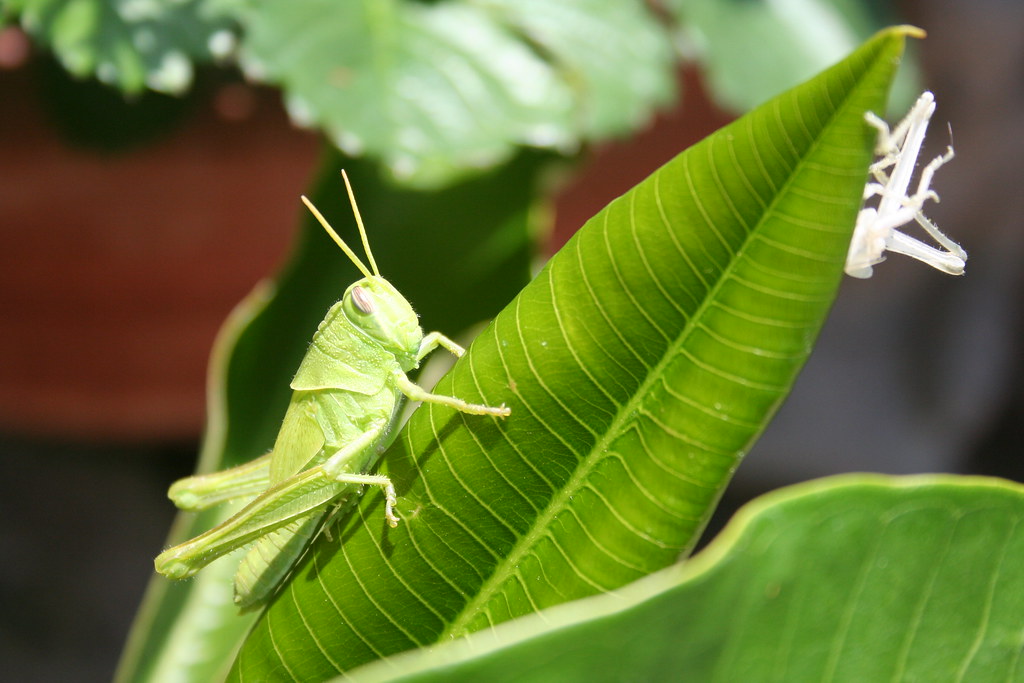 Not All Insects Choose the Goo Route (image credits: flickr)
