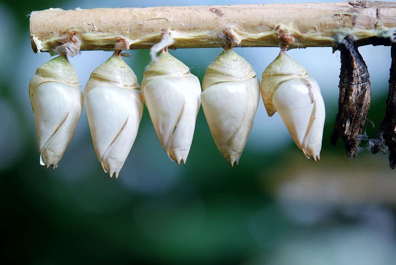 Butterflies vs. Moths: Different Approaches to the Same Process (image credits: pixabay)