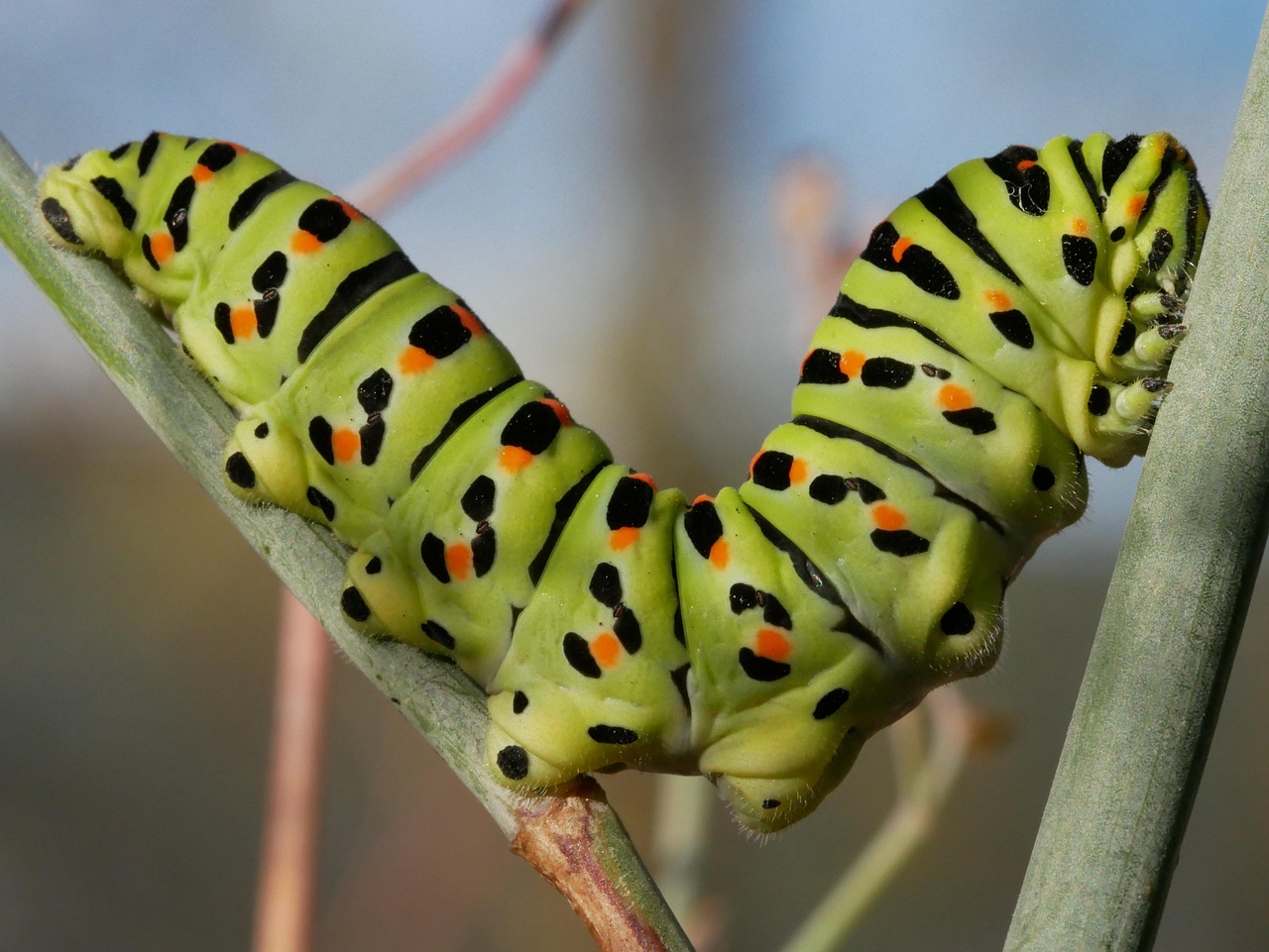 The Incredible Timing of Nature's Greatest Magic Trick (image credits: pixabay)