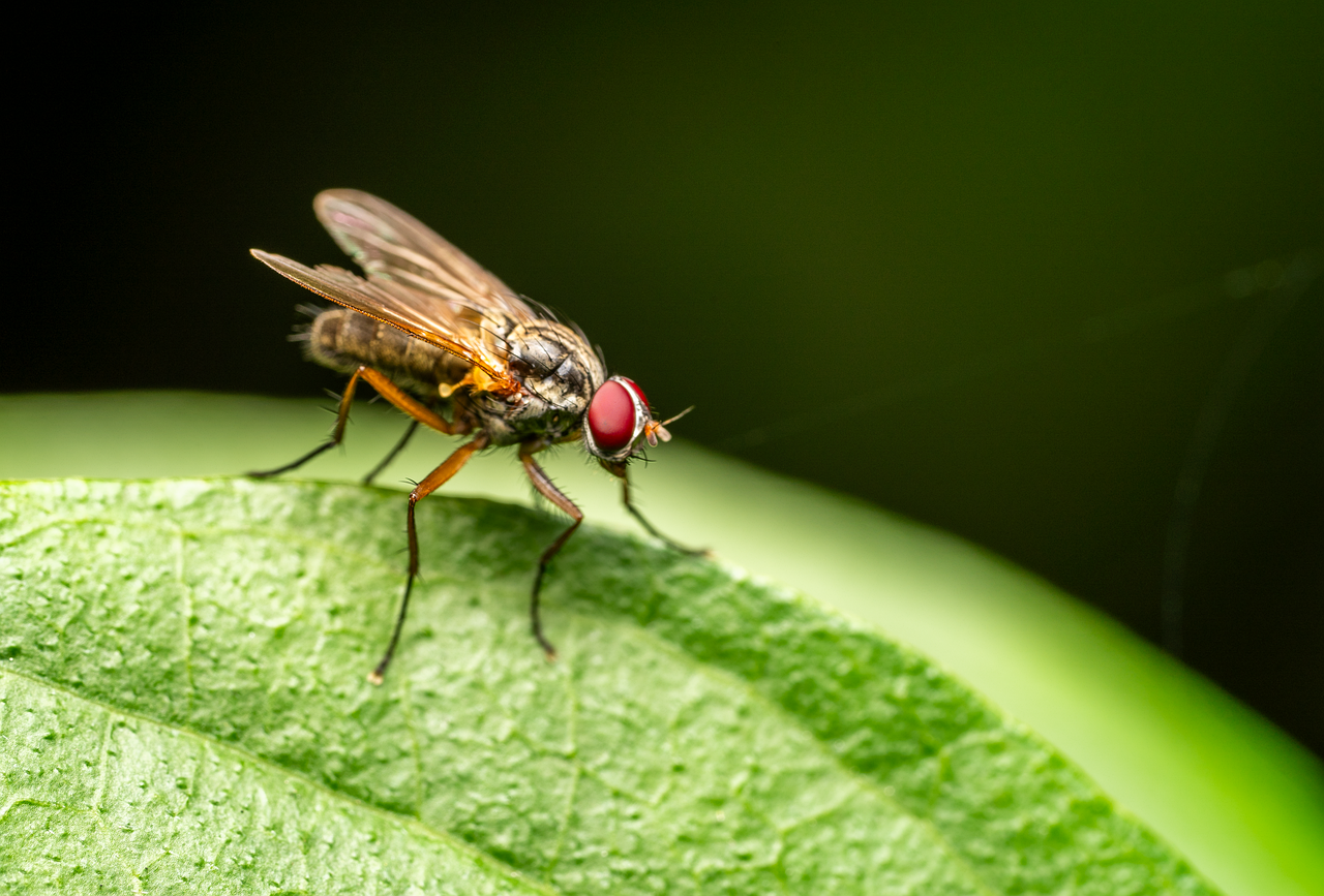 Flies: Speed Demons of Transformation (image credits: pixabay)