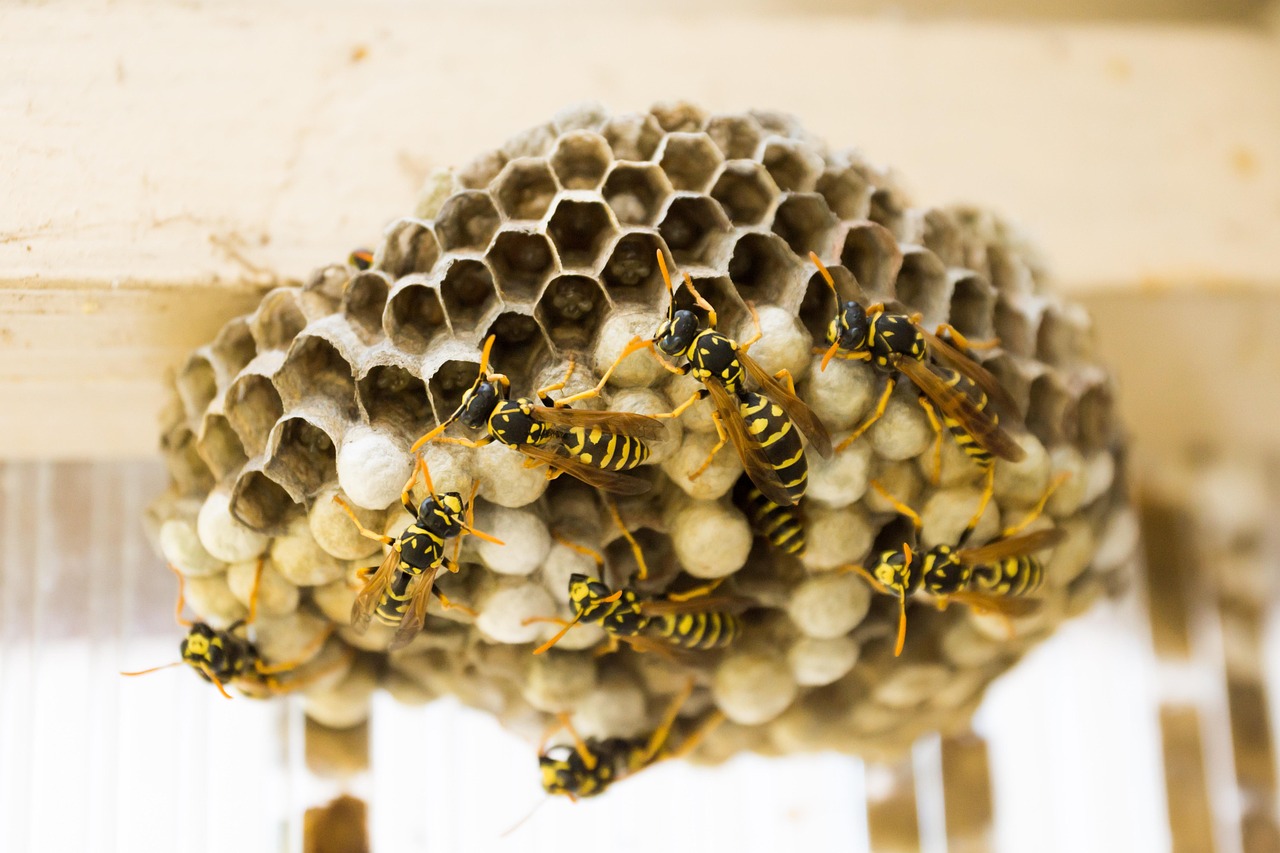 The Disturbing Beauty of Wasp Metamorphosis (image credits: pixabay)