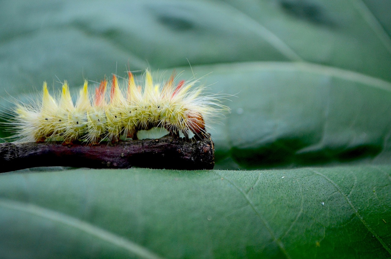 Why Some Insects Skip the Dissolving Act Entirely (image credits: pixabay)