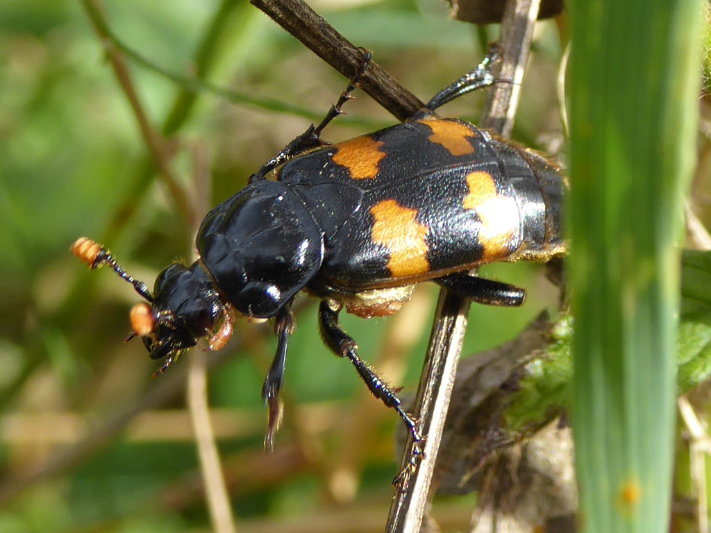 Revolutionary Parenting in the Insect World (image credits: flickr)