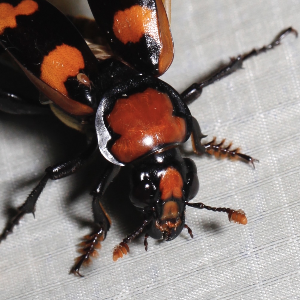 Life on Block Island (image credits: wikimedia)