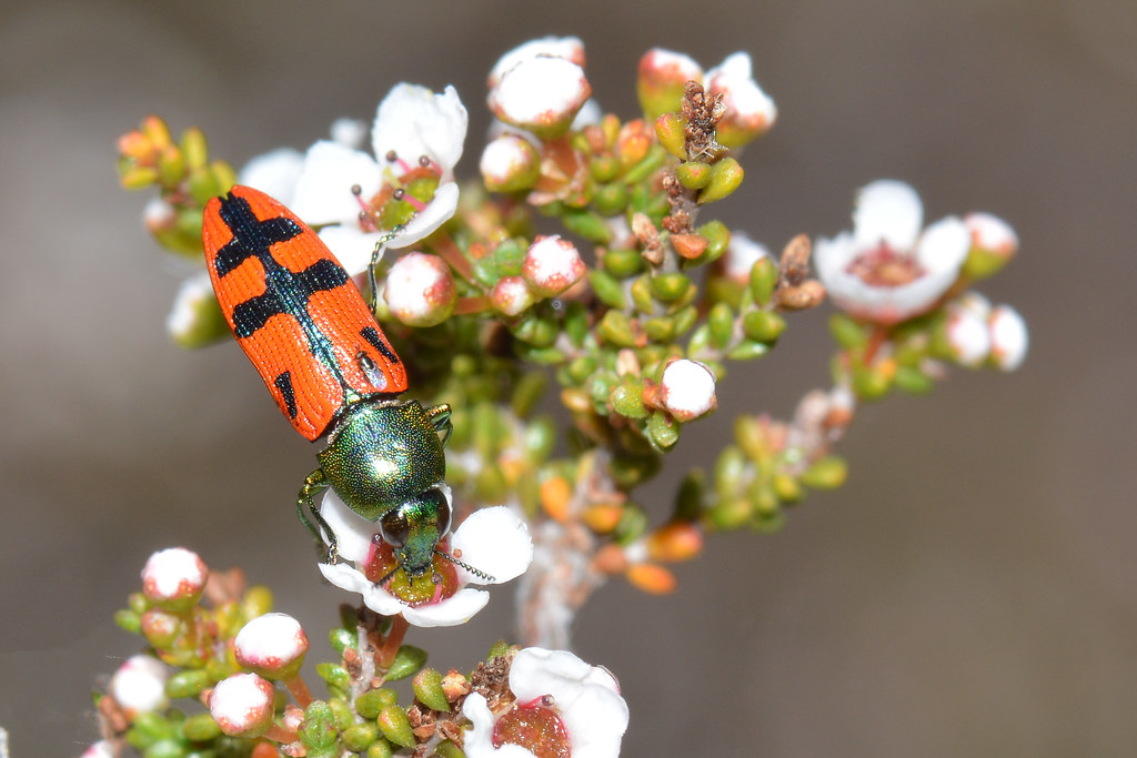Technology Meets Conservation (image credits: flickr)