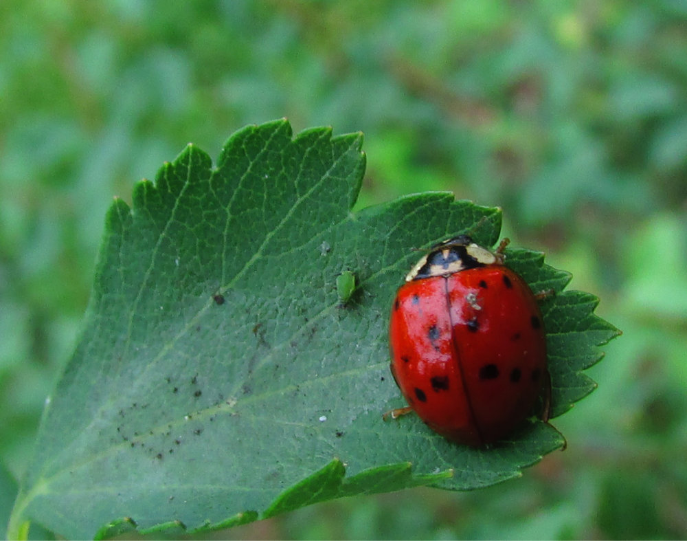 Ladybugs: Your Garden's Voracious Bodyguards (image credits: wikimedia)