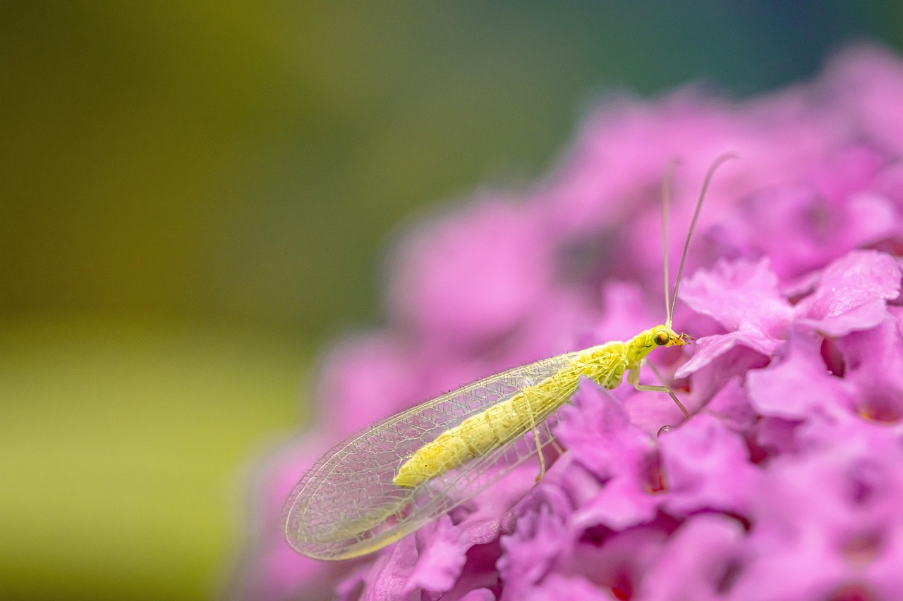 The Lacewing Connection: Delicate Wings, Deadly Appetite (image credits: pixabay)