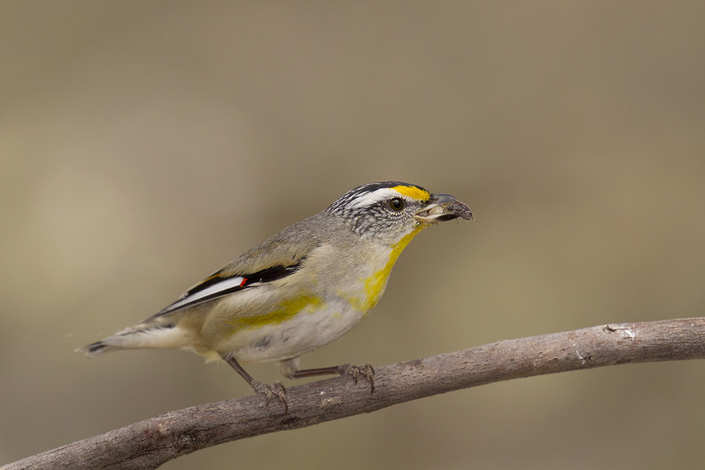 Birds: The Aerial Cleanup Crew (image credits: flickr)