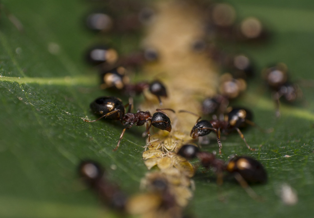 The Ant-Aphid Alliance: Nature's Livestock System (image credits: flickr)