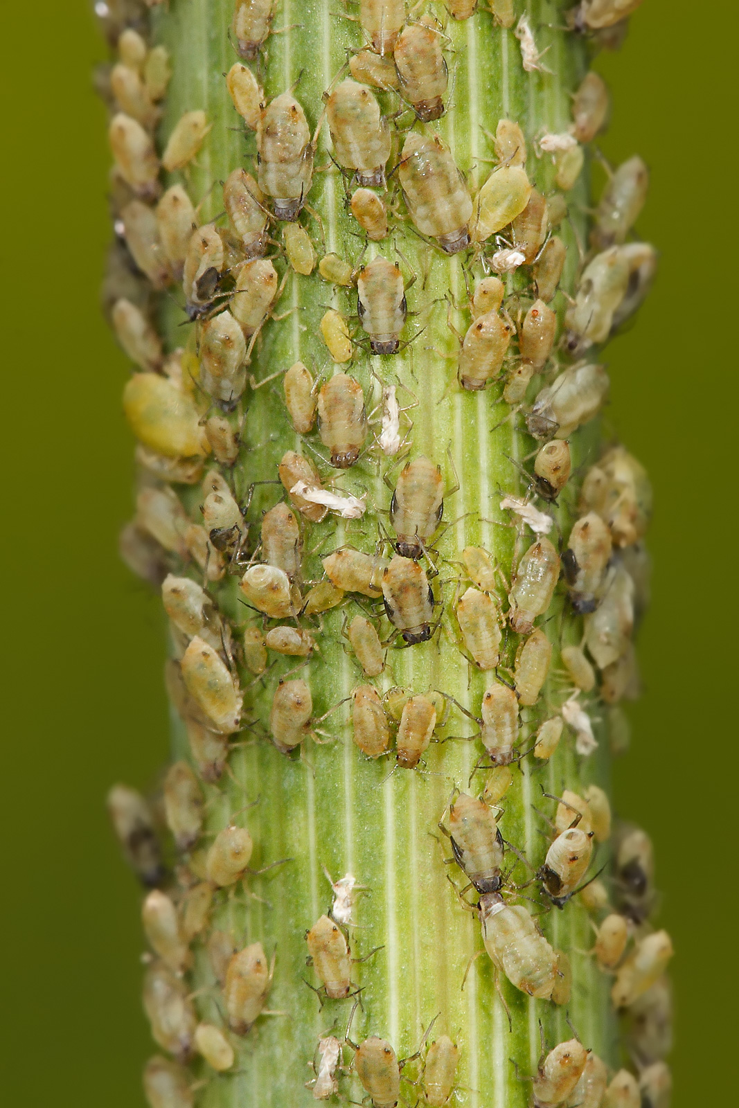 Early Warning System: Aphids as Garden Sentinels (image credits: wikimedia)