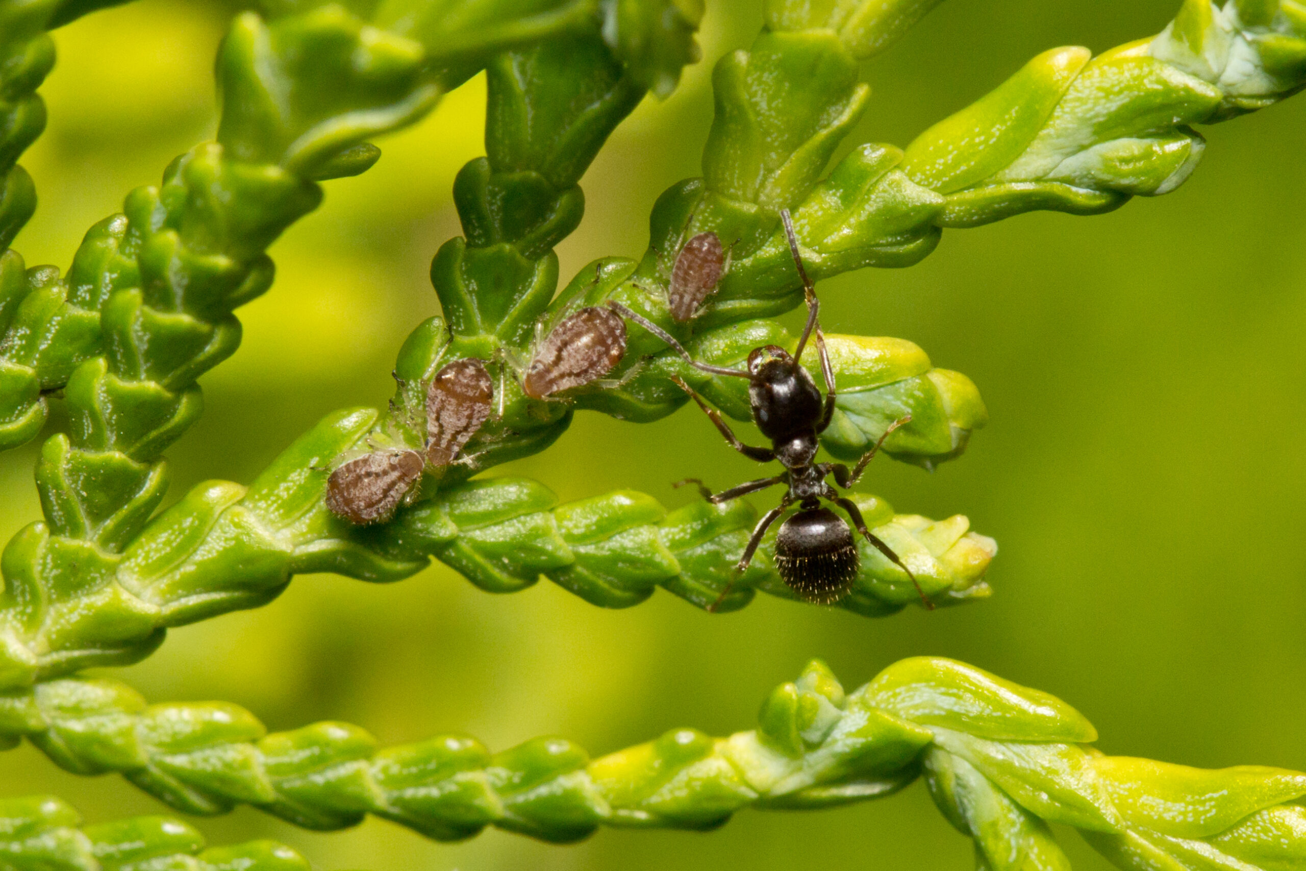 Pollinator Support: The Unexpected Connection (image credits: wikimedia)