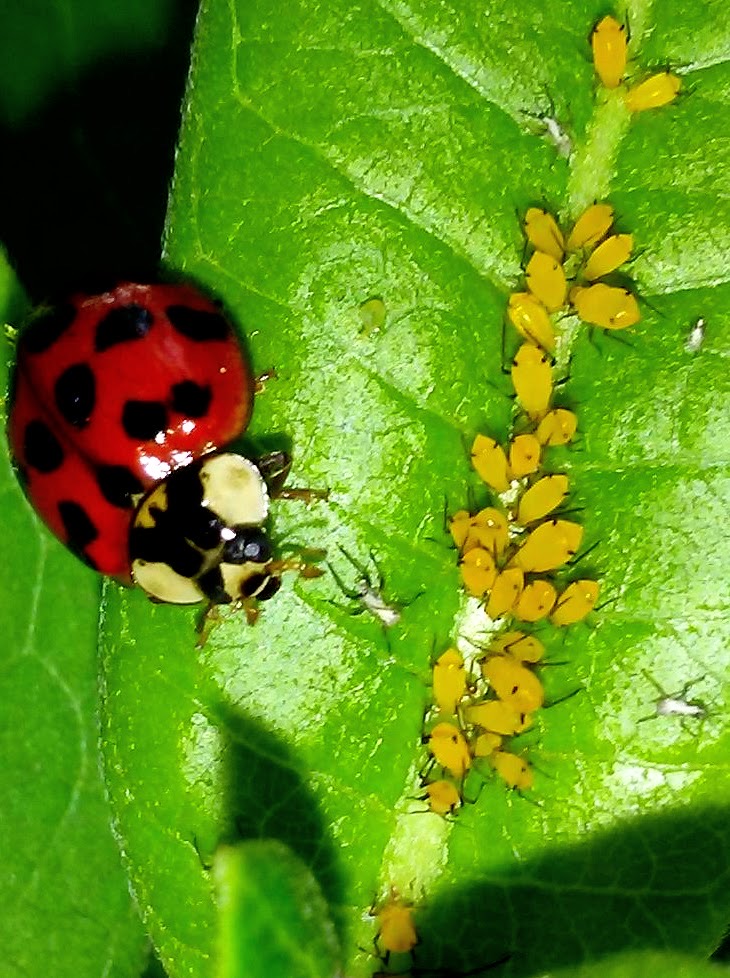 Teaching Moments: Connecting with Nature's Complexity (image credits: wikimedia)