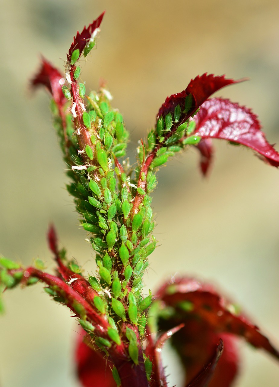 The Art of Aphid Management: Finding the Sweet Spot (image credits: pixabay)