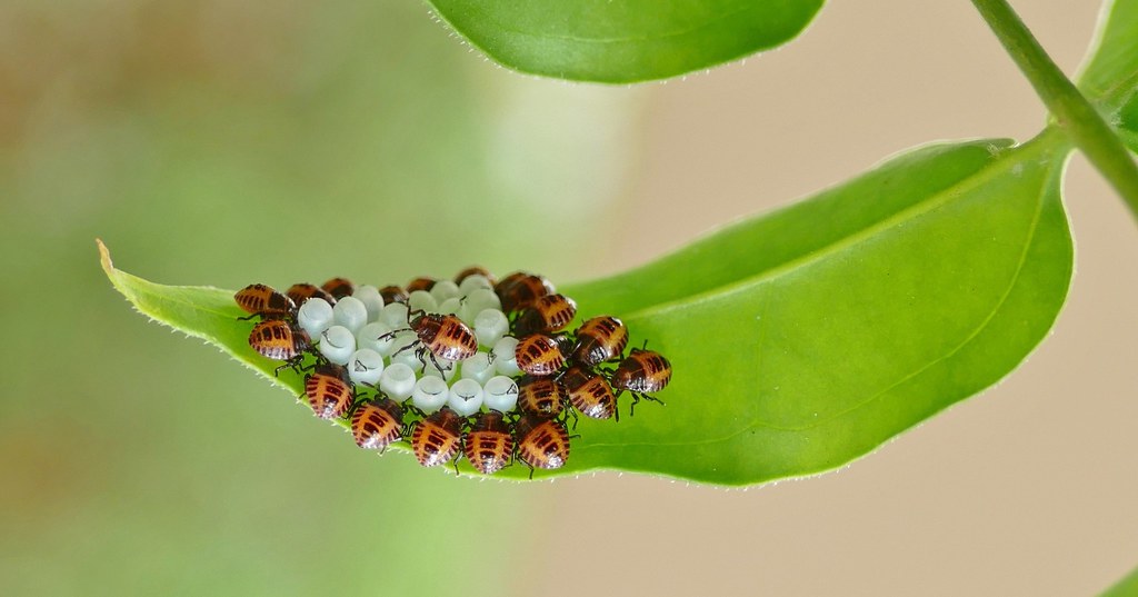 The Egg Stage: Tiny Pearls of Darkness (image credits: flickr)