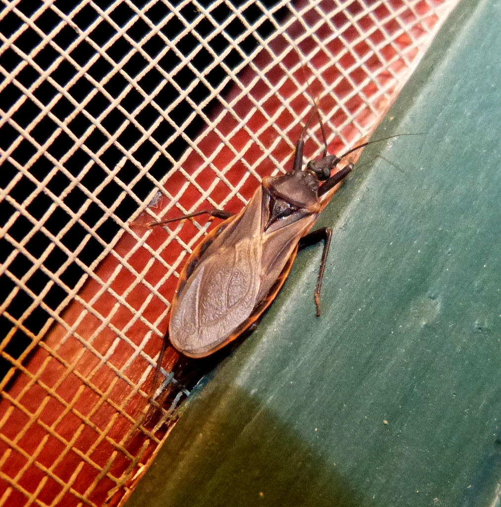The Molting Marathon: Five Stages of Transformation (image credits: flickr)