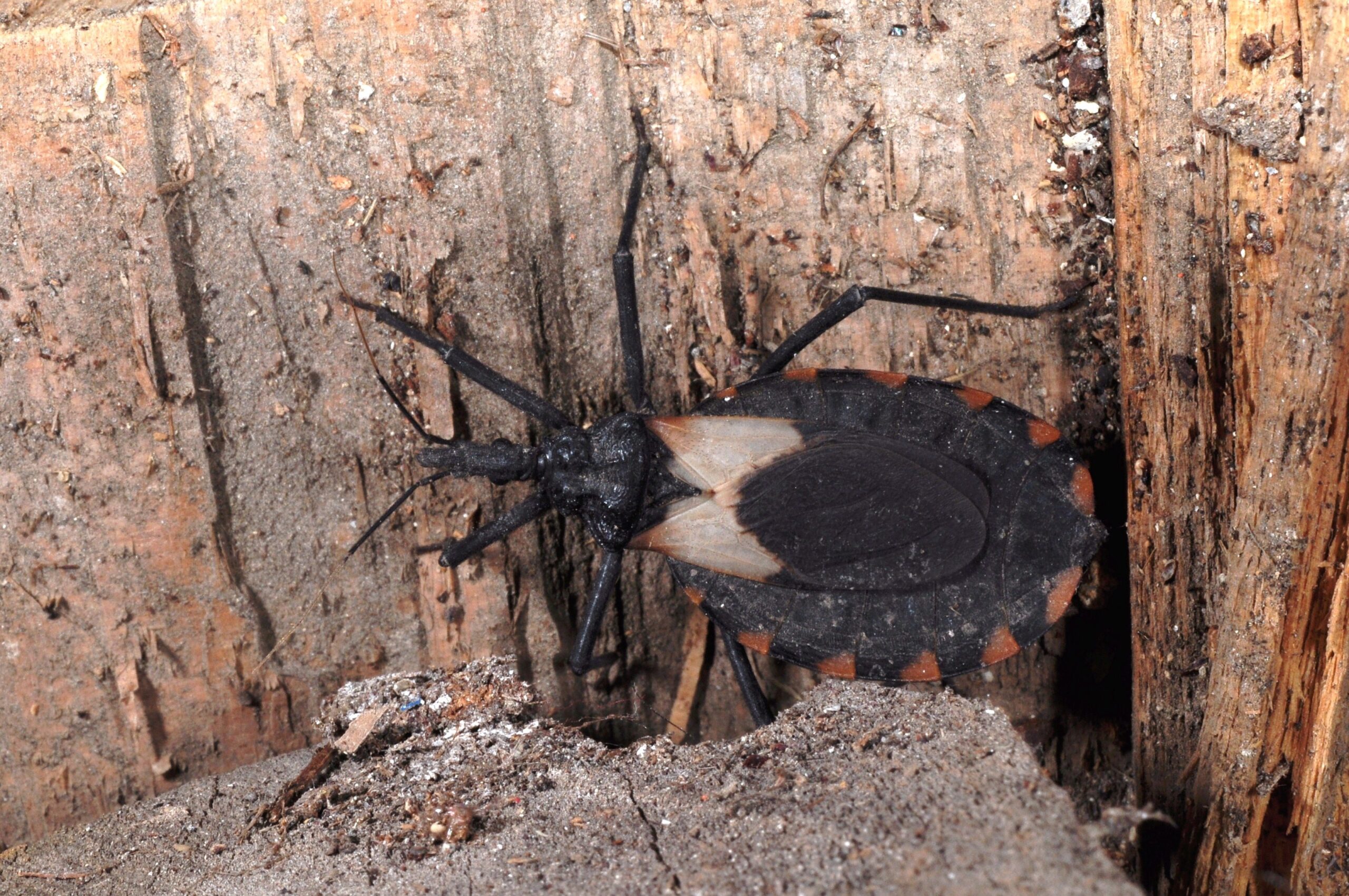 The Dangerous Gift: Chagas Disease Transmission (image credits: wikimedia)