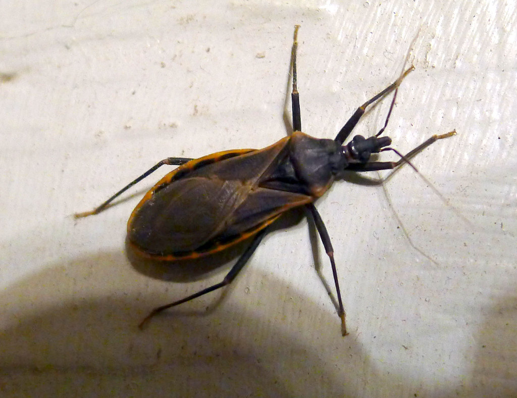 Adult Emergence: The Final Transformation (image credits: flickr)
