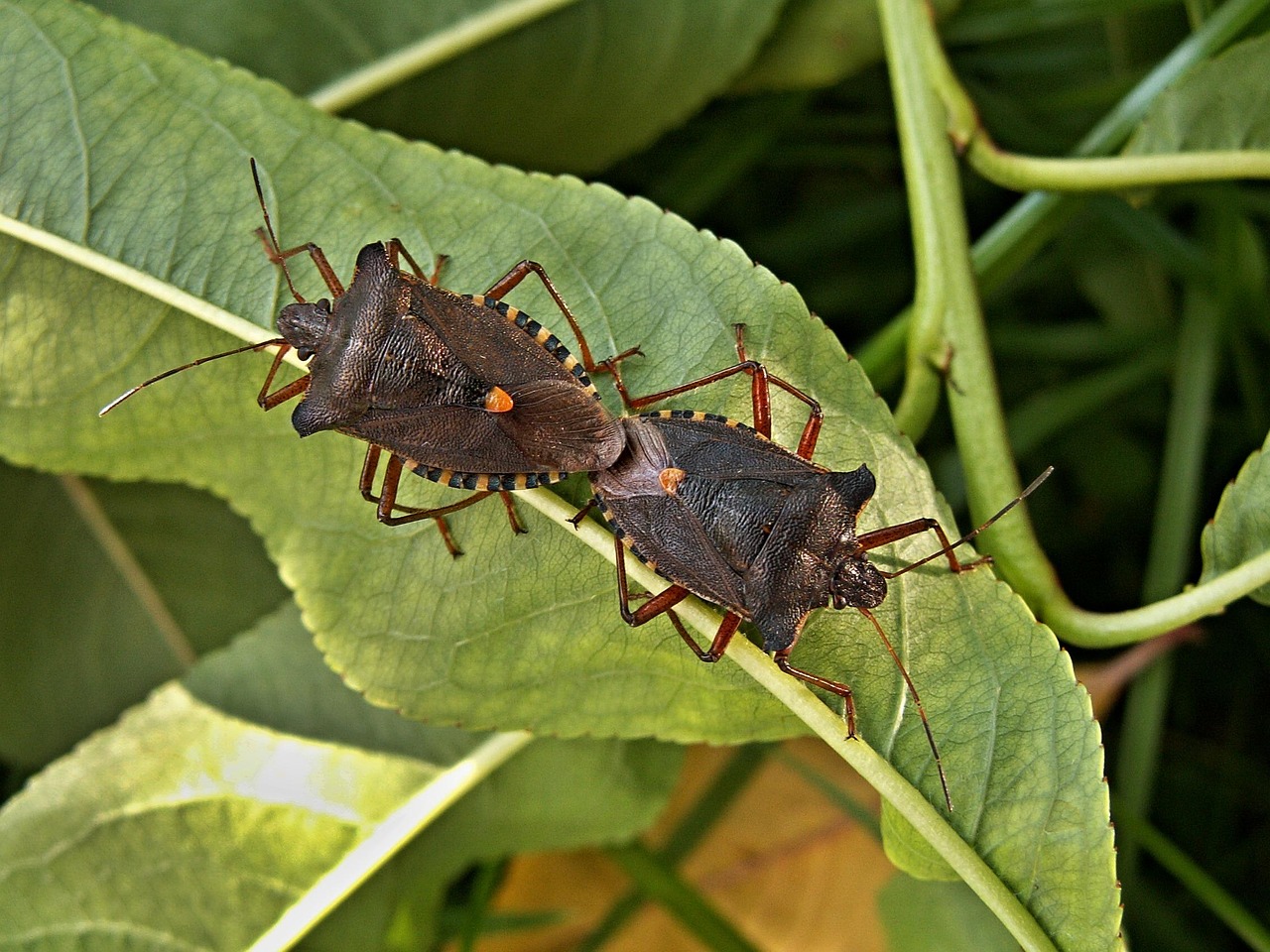The Mating Ritual: Love in the Shadows (image credits: pixabay)
