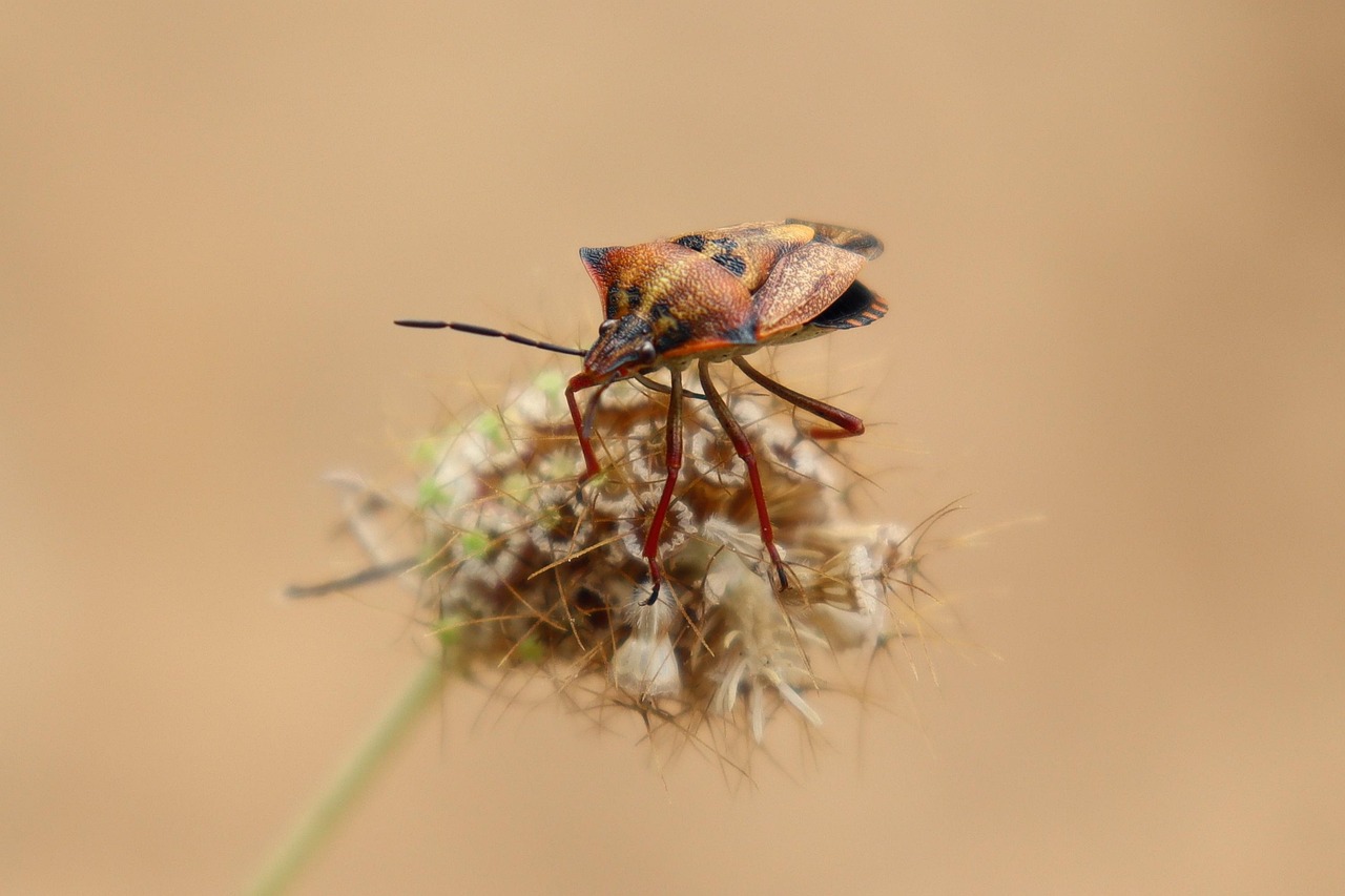 Defense Mechanisms: Nature's Chemical Warfare (image credits: pixabay)