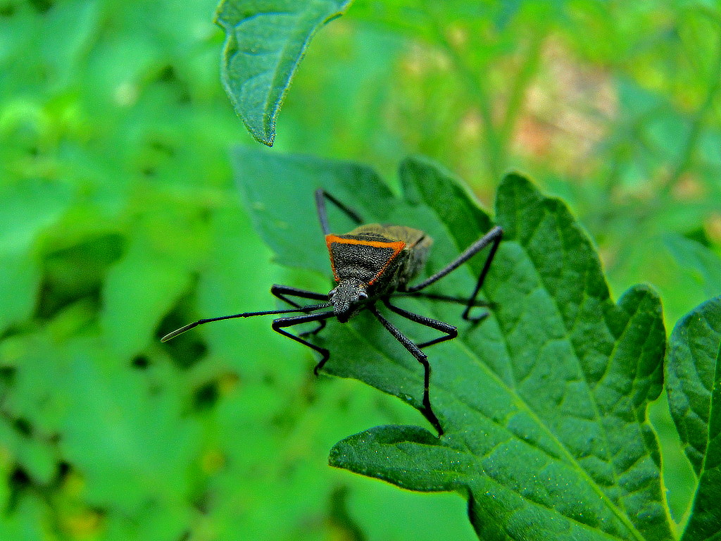 Future Implications: A Growing Threat (image credits: flickr)