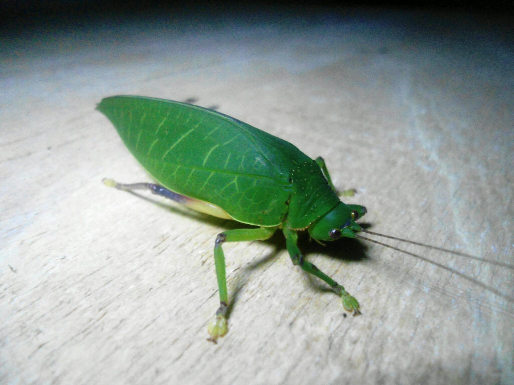 Why Darkness Gives Invaders the Ultimate Advantage (image credits: flickr)