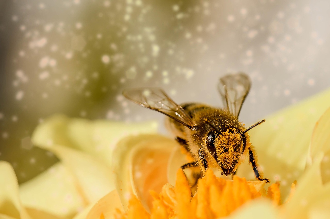Nocturnal Pollinator Wars (image credits: pixabay)