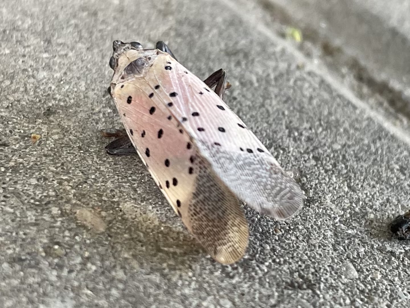 The Spotted Lanternfly's Explosive Nighttime Spread (image credits: wikimedia)