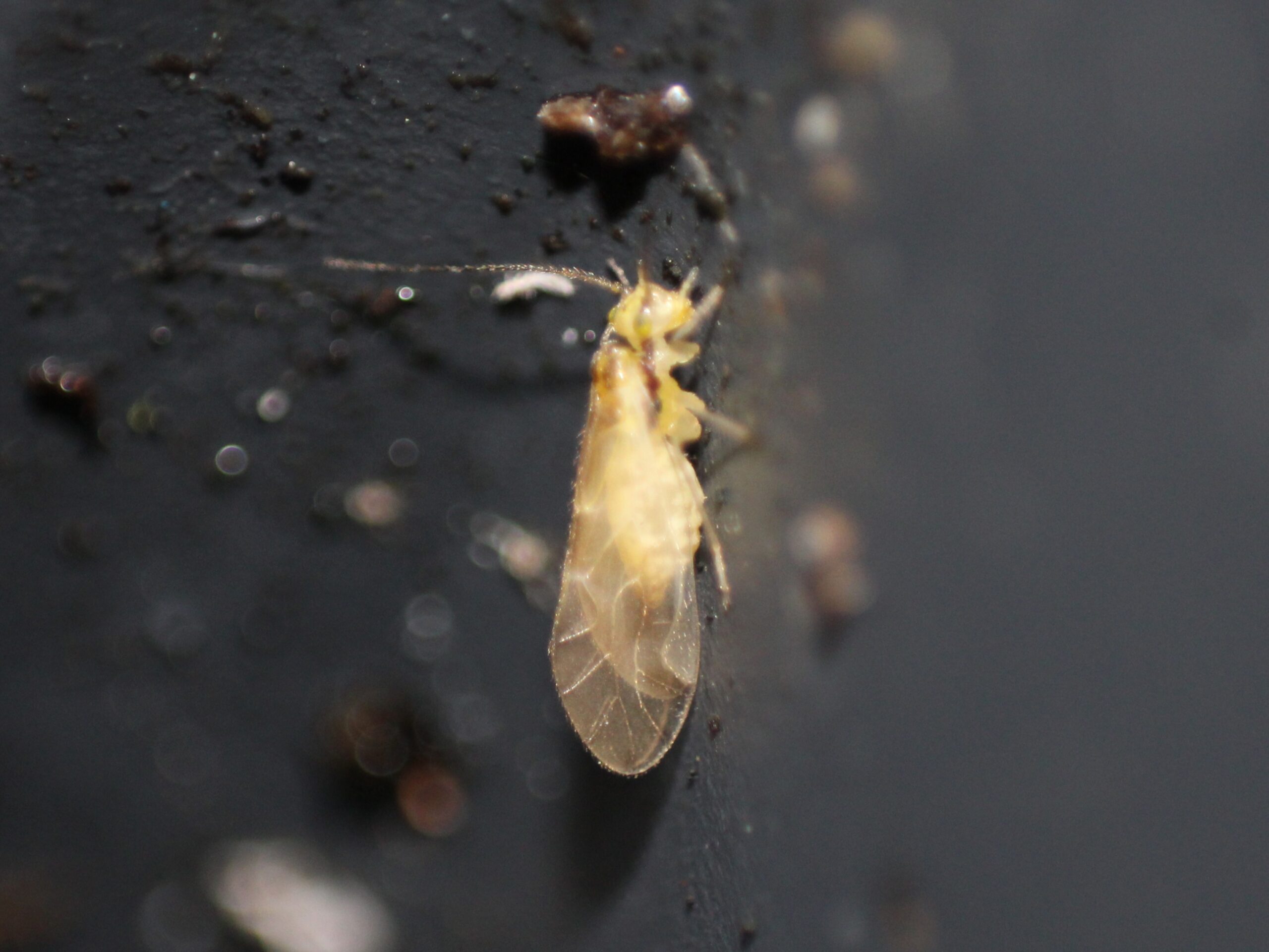 Breaking the Cycle of Nocturnal Invasion (image credits: wikimedia)