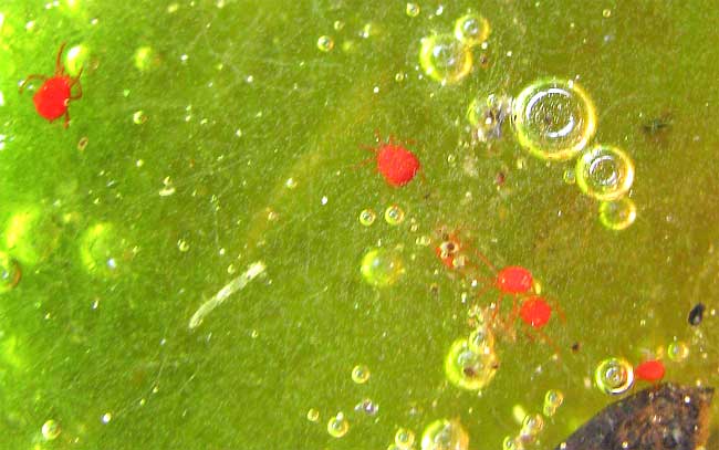 The Microscopic World of Water Mites and Tiny Arthropods (image credits: wikimedia)