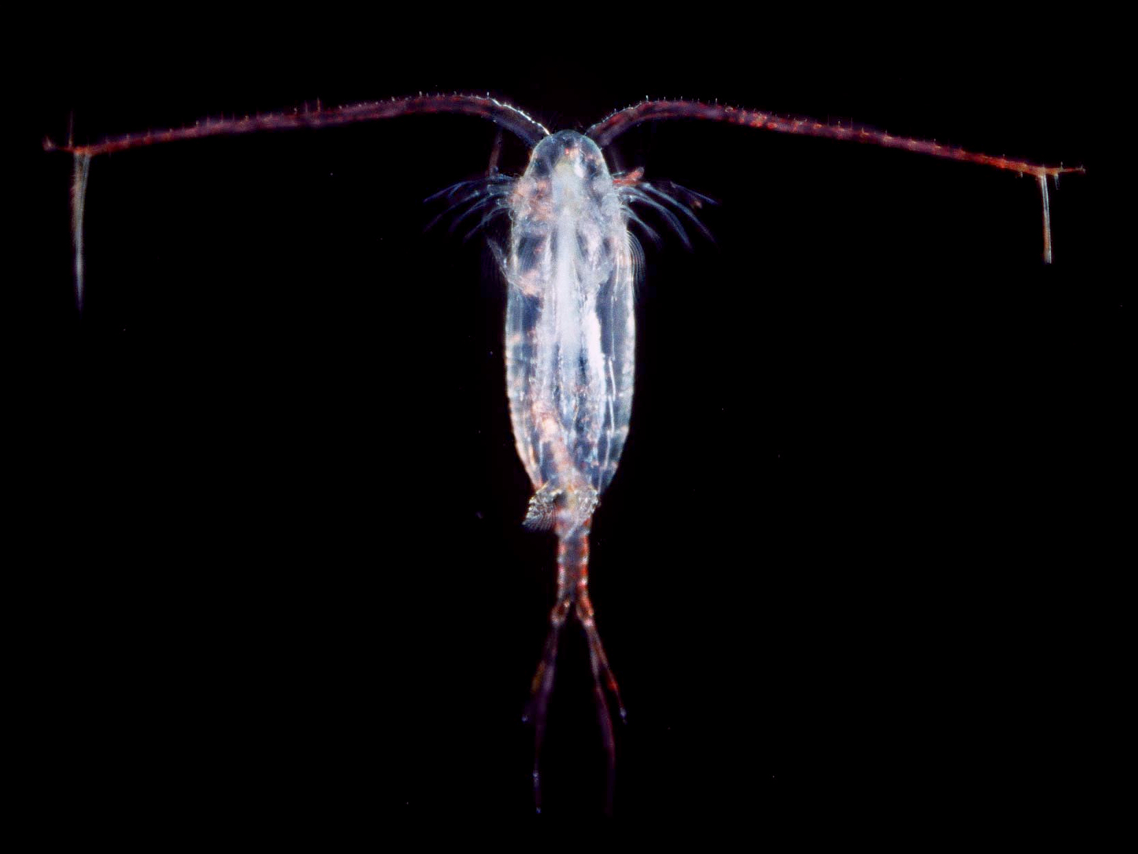 Copepods and Crustacean Cousins in Your Glass (image credits: wikimedia)