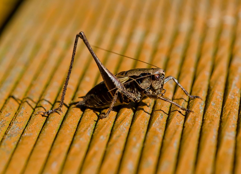 Jiminy Cricket: The Conscience with Six Legs (image credits: flickr)