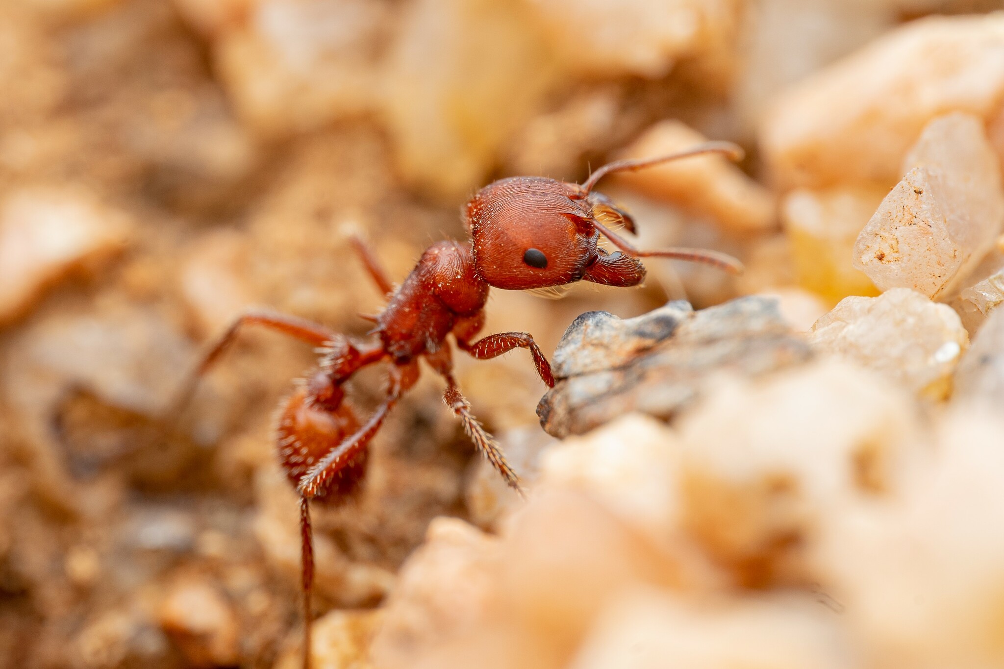 Flik from A Bug's Life: The Innovative Harvester Ant (image credits: wikimedia)